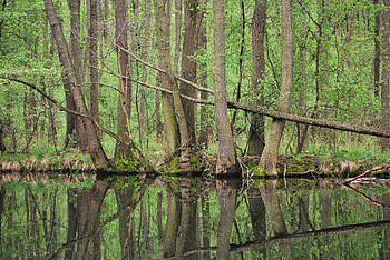 This is Poland, trees, water, poland, green HD wallpaper