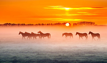 Horses Sunset , horses, horse, animals HD wallpaper