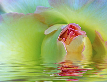 nice background, greeny, flowers, water, green HD wallpaper