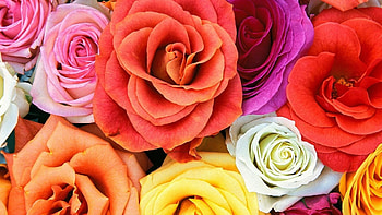Plants, Flowers, Roses HD wallpaper