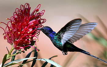 Hummingbird, Animal HD wallpaper