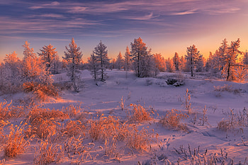 Snowy Morning, trees, winter, sunrise, snow HD wallpaper