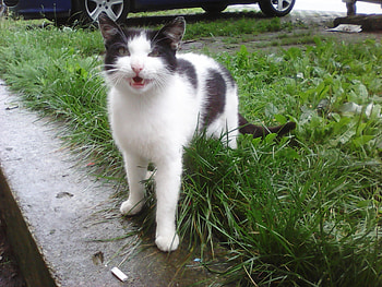 Cute cat, outdoor, cats, cute, animals HD wallpaper