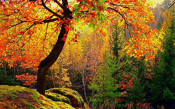 Beautiful Autumn Forest, trees, autumn, forests, nature HD wallpaper