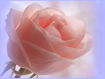 For you sweet sister, blue, pastel, rose, pink, flower, eauty HD wallpaper