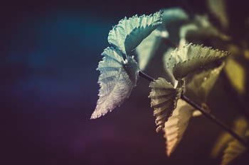Background, Leaves, Plant, Macro HD wallpaper