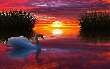 Swan at Sunset, animal, bird, art, lake, reflection, clouds, trees, swan, sunset HD wallpaper