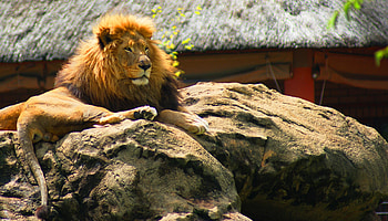 Leo the Lion, animal, cat, lion, rock HD wallpaper