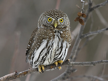 Animals, Birds, Owl HD wallpaper