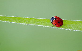 Grass, Macro, Stains, Spots, Frost, Hoarfrost, Ladybug, Ladybird HD wallpaper