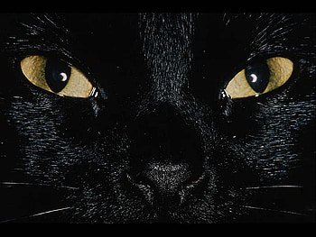 Cat's Eyes, cats, feline, animals HD wallpaper