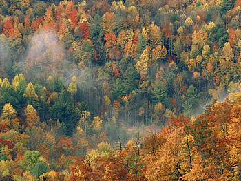 Nature, Trees, Autumn, Leaves HD wallpaper