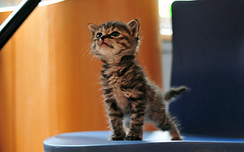 Funny, Animals, Fluffy, Kitty, Kitten, Playful HD wallpaper