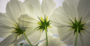 Cosmos, white flowers, close up, spring HD wallpaper