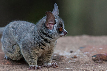 Bush Baby (Galago), Galago as a pet, Hotsell 60% off, Primate ownership HD wallpaper