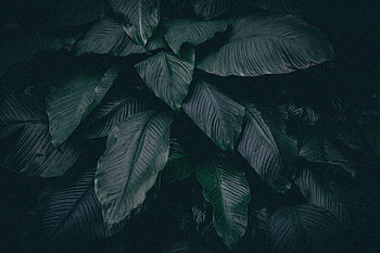 Nature, Leaves, Plant, Dark HD wallpaper