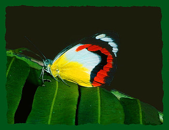 Union Jack, white, black, green leaves, butterfly, yellow, red HD wallpaper