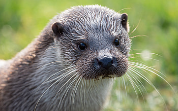 North American river otter, Otter HD wallpaper