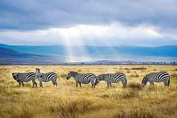 Animal, zebra HD wallpaper