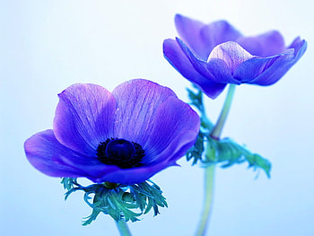 Violet cups, purple, stems, black two, blue background, flowers HD wallpaper