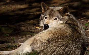 Animals, To Lie Down, Lie, Predator, Wolf, Wool HD wallpaper