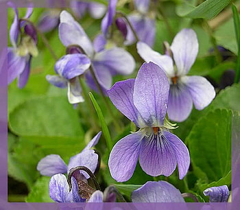 violets, purple, spring, flower HD wallpaper