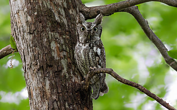 Owl, animal, bird, tree HD wallpaper