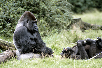 Animals, Grass, Gorilla, Africa, Gorillas HD wallpaper