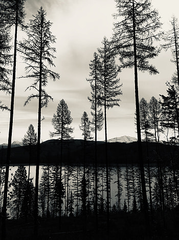 Nature, Trees, Lake, Reflection, Bw, Chb HD phone wallpaper