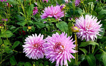 Dahlias, Latvia, pink, flowers HD wallpaper