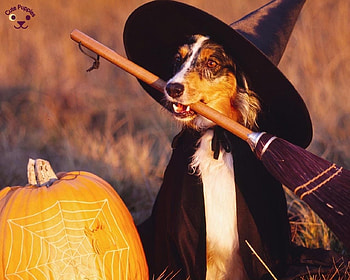 :), halloween, dog, pumpkin, funny, orange, witch, caine, hat HD wallpaper