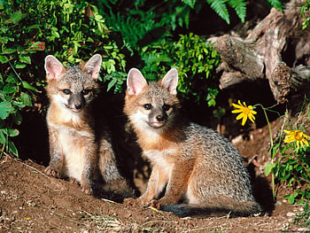 Cats, animal, wildlife, flower, cat, nature HD wallpaper