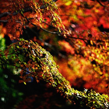 Japanese maple tree, Fall nature, Japanese maple tree, Fall HD phone wallpaper