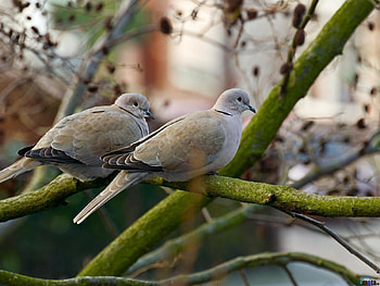 Doves on a branch, branch, wings, doves, tree HD wallpaper