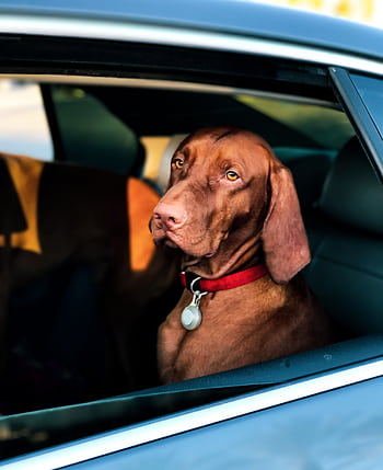 Adorable brown dog sitting in a car window enjoying the ride in Long Beach, CA. HD phone wallpaper