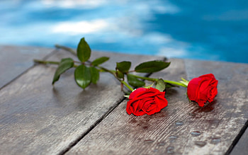 .::.❀.::., blue, two, roses, love, innocent, red, water HD wallpaper