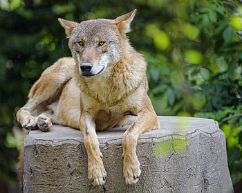 Animals, Muzzle, Predator, Wolf, Sight, Opinion, Animal HD wallpaper