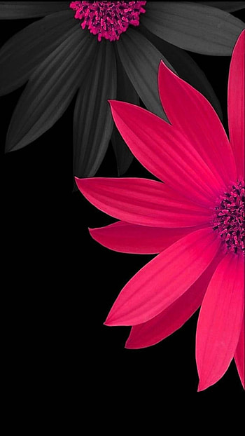 daisy, artistic, flower HD phone wallpaper