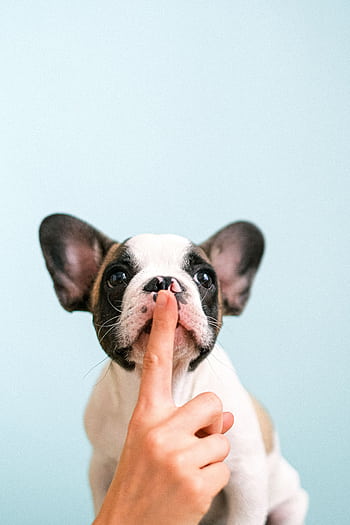 Cute French Bulldog puppy with a finger on its lips against a blue background. HD phone wallpaper