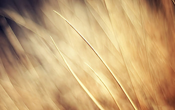 Abstract, Light, Bright, Lines, Light Coloured, Strokes HD wallpaper