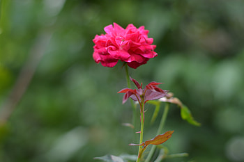 Flowers, Flower, Rose Flower, Rose, Bud HD wallpaper