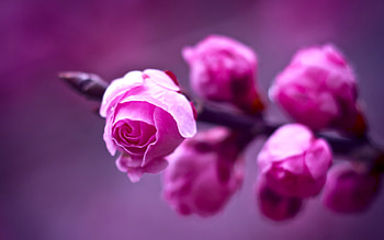 Plants, Flowers, Violet HD wallpaper