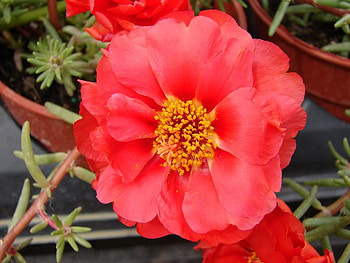 Moss Rose, mexicsn, roses, portulaca, moss, flower HD wallpaper