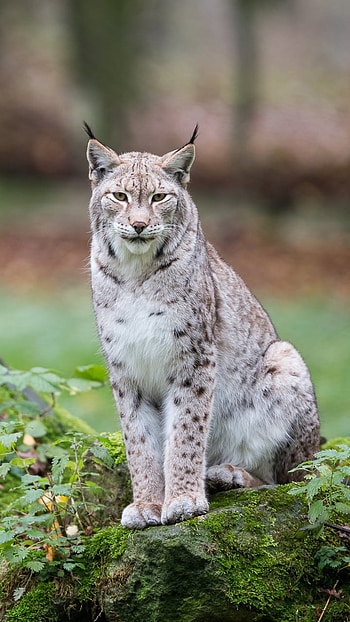 depth of field, Animal, lynx HD phone wallpaper