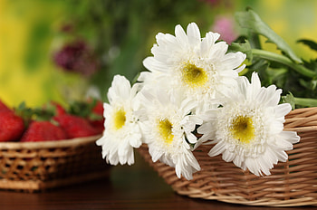 Flowers, Chrysanthemum, Close-Up, Basket, Snow White HD wallpaper