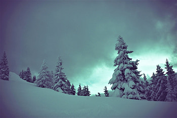 Snow-Covered-Trees, Nature, Covered, Snow, Trees HD wallpaper