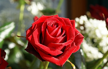 Plants, Flowers, Roses HD wallpaper