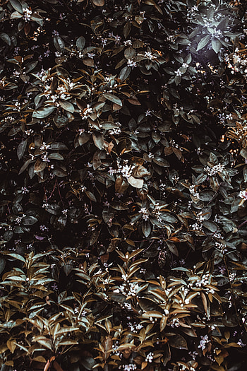 Nature, Flowers, Leaves, Bush, Plant, Jasmine HD phone wallpaper