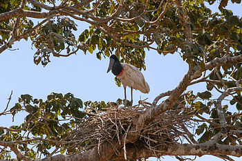 Wildlife Watching, The Colombian Project, Biodiversity, Conservation HD wallpaper
