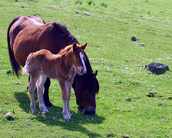 mothers love, horses, horse, i love horses HD wallpaper